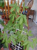 Passiflora serrato